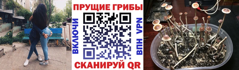 mega сайт  продажа наркотиков  Багратионовск  Галлюциногенные грибы мицелий 